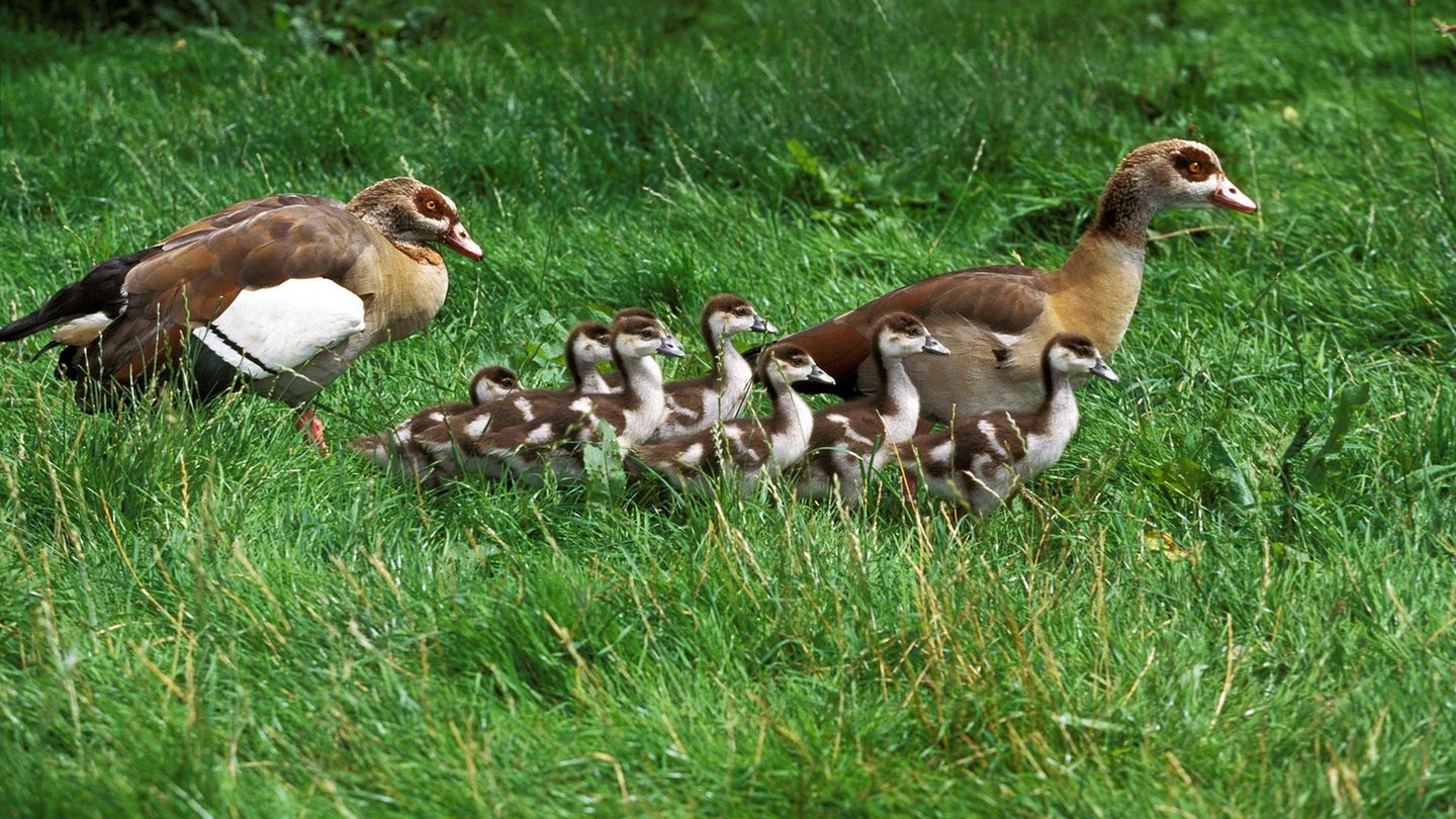 Invasive Art Nilgans Alopochen aegyptiacus
