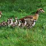 Invasive Art Nilgans Alopochen aegyptiacus