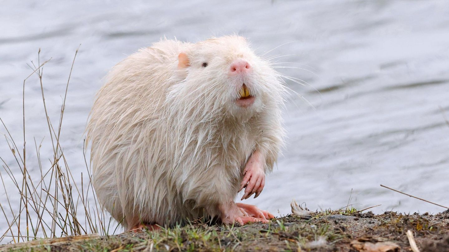 Invasive Art Nutria Myocastor coypus