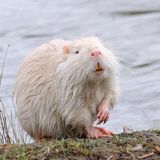 Invasive Art Nutria Myocastor coypus