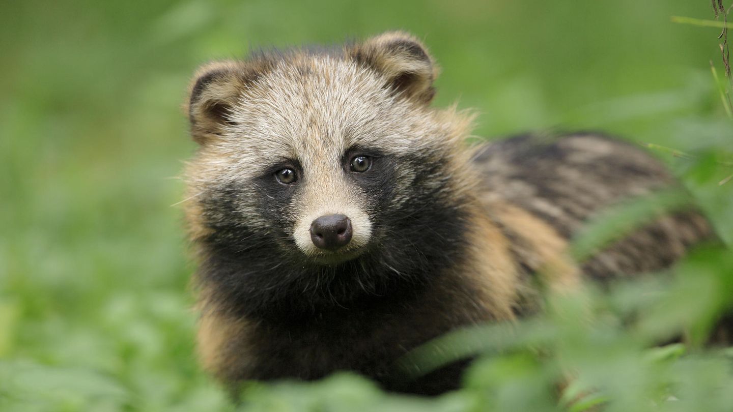 Invasive Art Marderhund Nyctereutes procyonoides