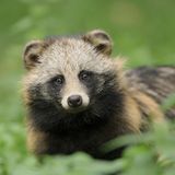 Invasive Art Marderhund Nyctereutes procyonoides