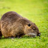 Invasive Art Bisam Bisamratte Ondatra zibethicus