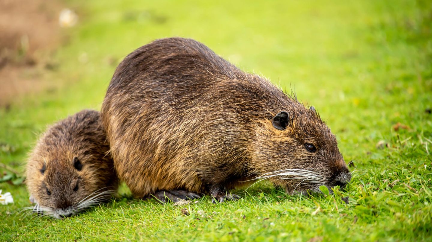 Bisam – passt ins Beuteschema von Uhus Invasive Art Bisam Bisamratte Ondatra zibethicus