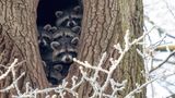 Invasive Art Waschbär Procyon lotor