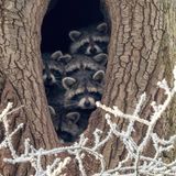 Invasive Art Waschbär Procyon lotor