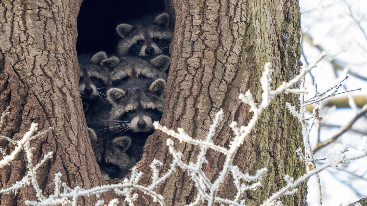 Waschbär – der Schlaue mit der "Zorro"-Maske Invasive Art Waschbär Procyon lotor