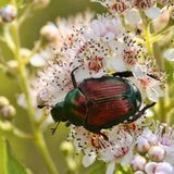 Invasive Art Japankäfer Popillia japonica