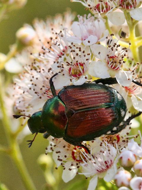 Invasive Art Japankäfer Popillia japonica