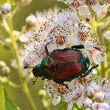 Invasive Art Japankäfer Popillia japonica