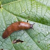 Invasive Art Spanische Wegschnecke arion lusitanicus