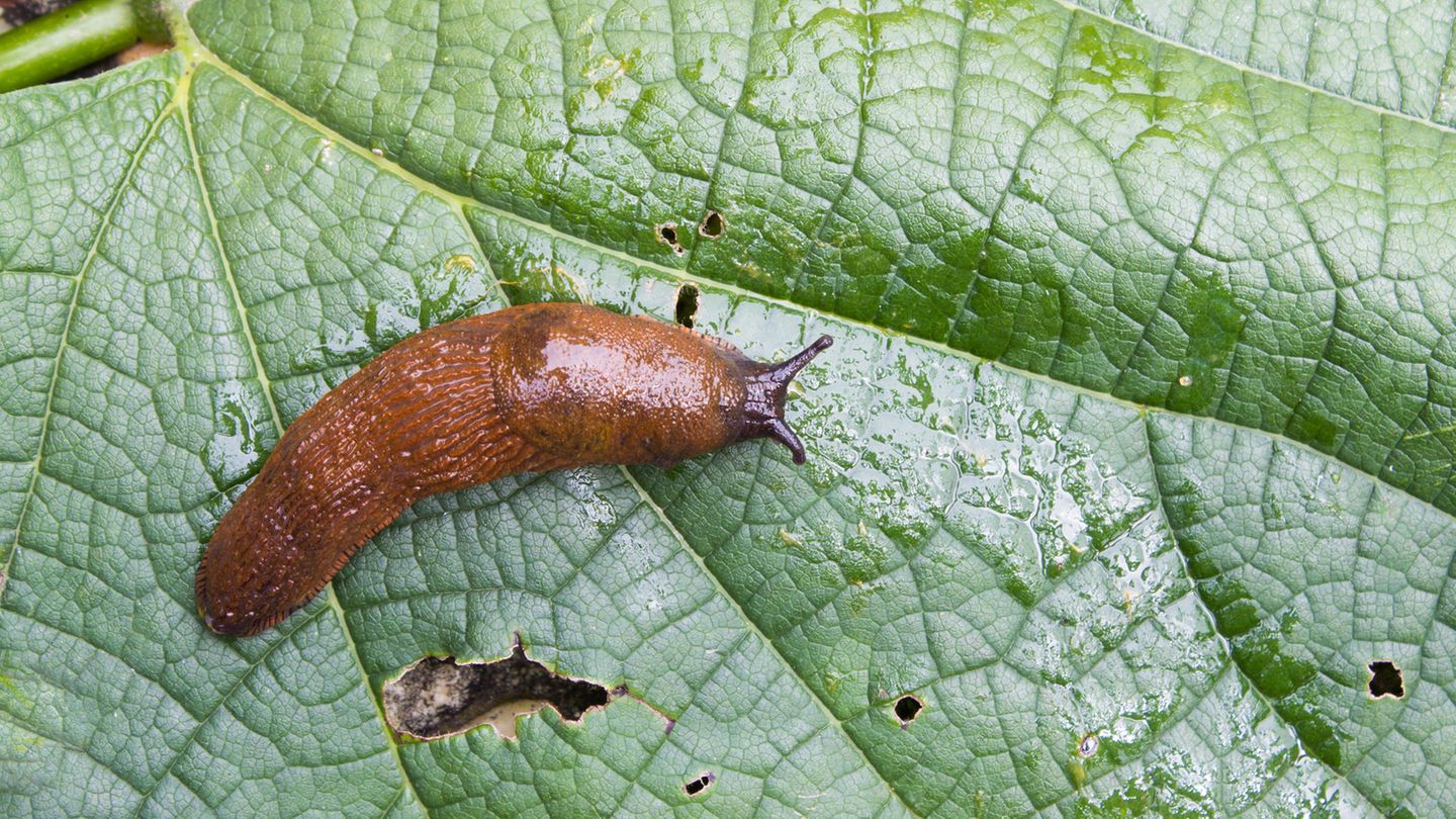 Invasive Art Spanische Wegschnecke arion lusitanicus