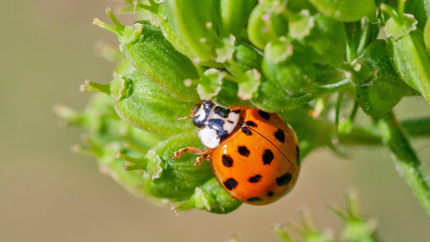 Invasive Art Asiatischer Marienkäfer Harmonia axyridis