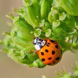Invasive Art Asiatischer Marienkäfer Harmonia axyridis
