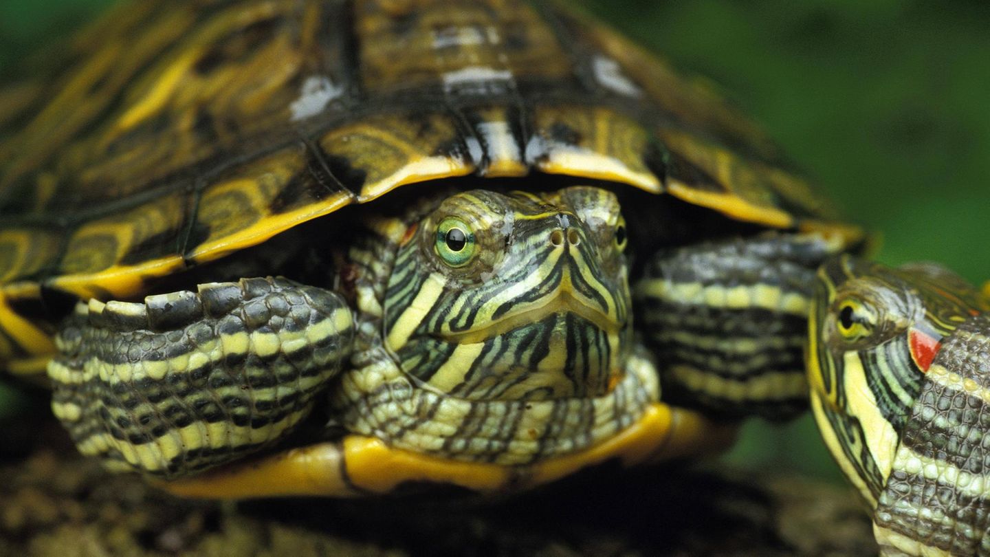 Invasive Art Buchstaben-Schmuckschildkröte Trachemys scripta