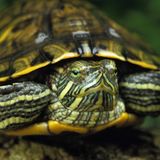 Invasive Art Buchstaben-Schmuckschildkröte Trachemys scripta