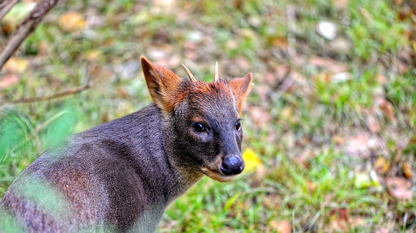 Invasive Art Chinesischer Muntjak Muntiacus reevesi
