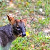 Invasive Art Chinesischer Muntjak Muntiacus reevesi