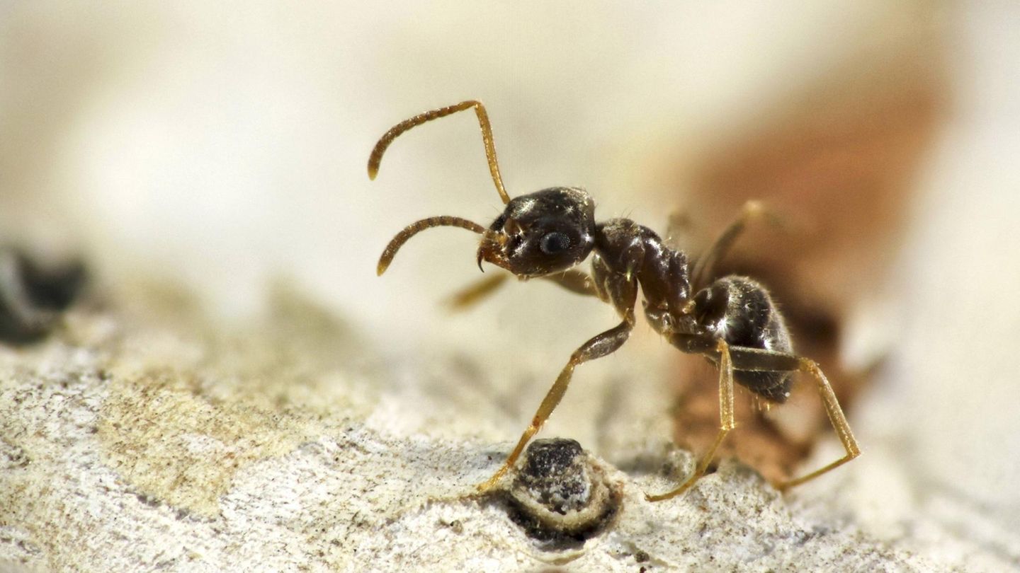Gartenameise – aggressiver Klima-Gewinner Invasive Art Gartenameise Lasius neglectus