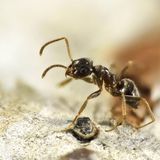 Invasive Art Gartenameise Lasius neglectus