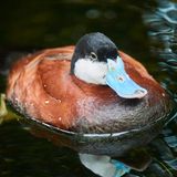 Invasive Art Schwarzkopf-Ruderente Oxyura jamaicensis