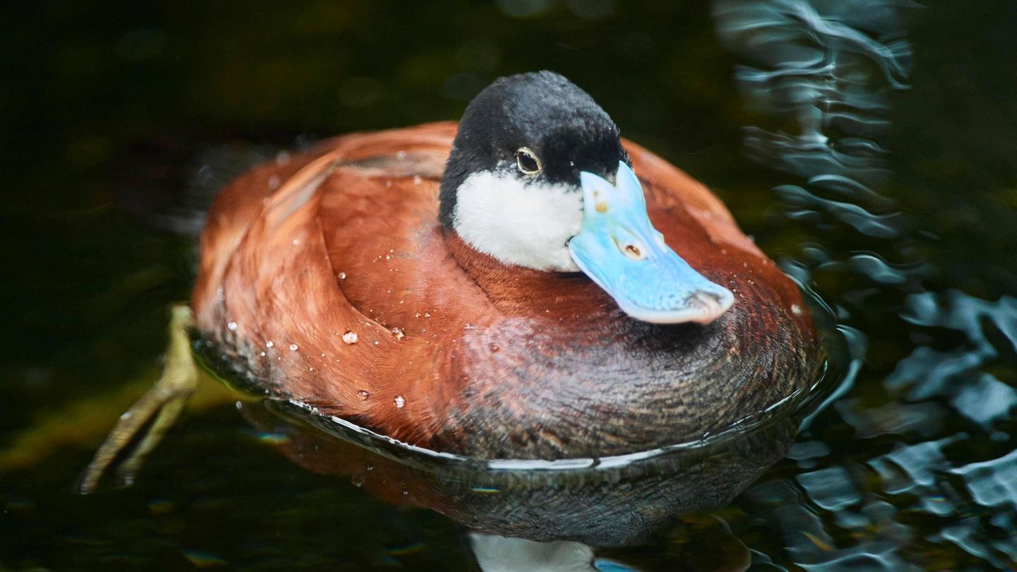 Schwarzkopf-Ruderente – unerwünschter Partner für einheimische Enten Invasive Art Schwarzkopf-Ruderente Oxyura jamaicensis