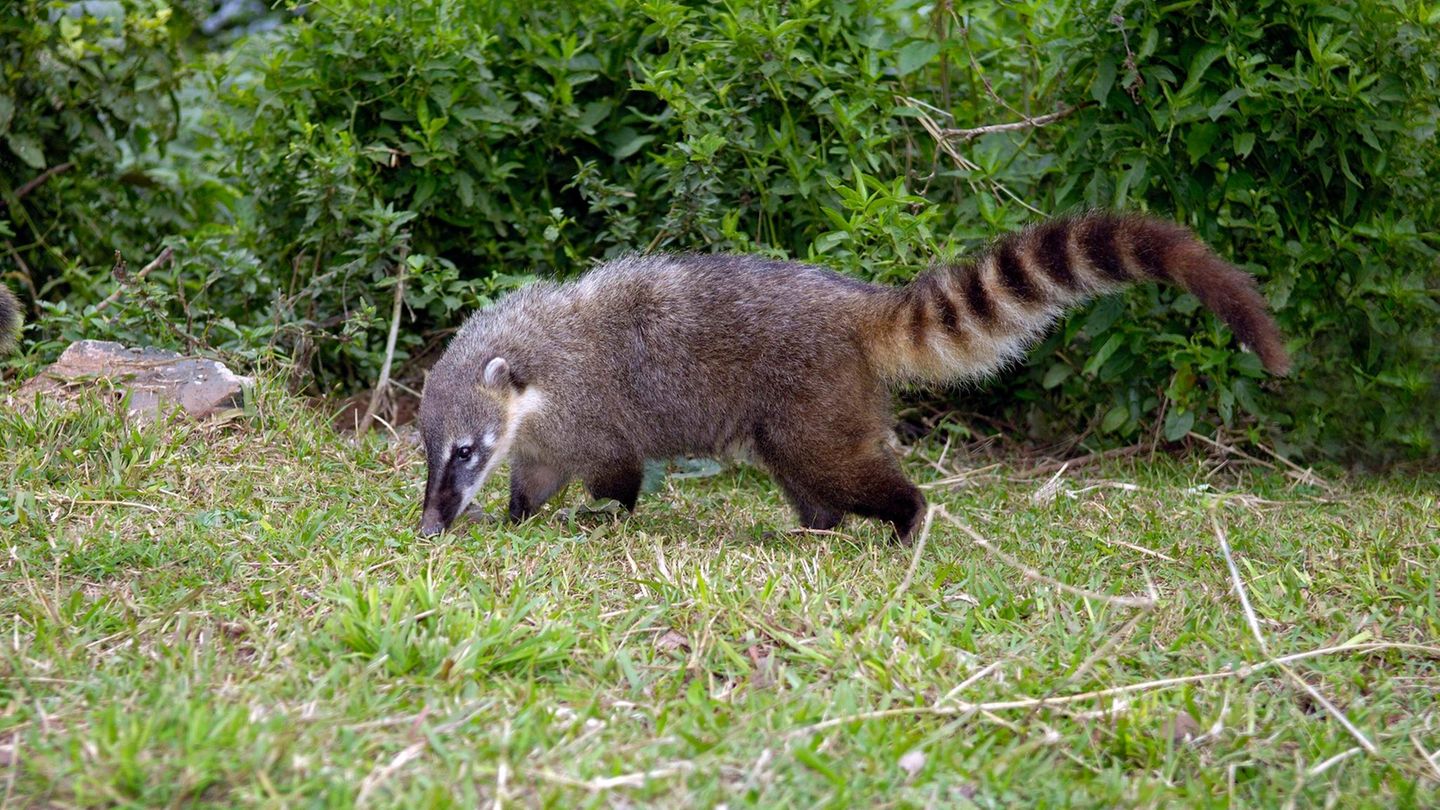 Invasive Art Südamerikanischer Nasenbär Nasua nasua