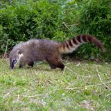 Invasive Art Südamerikanischer Nasenbär Nasua nasua