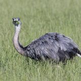 Invasive Art Nandu Rhea americana