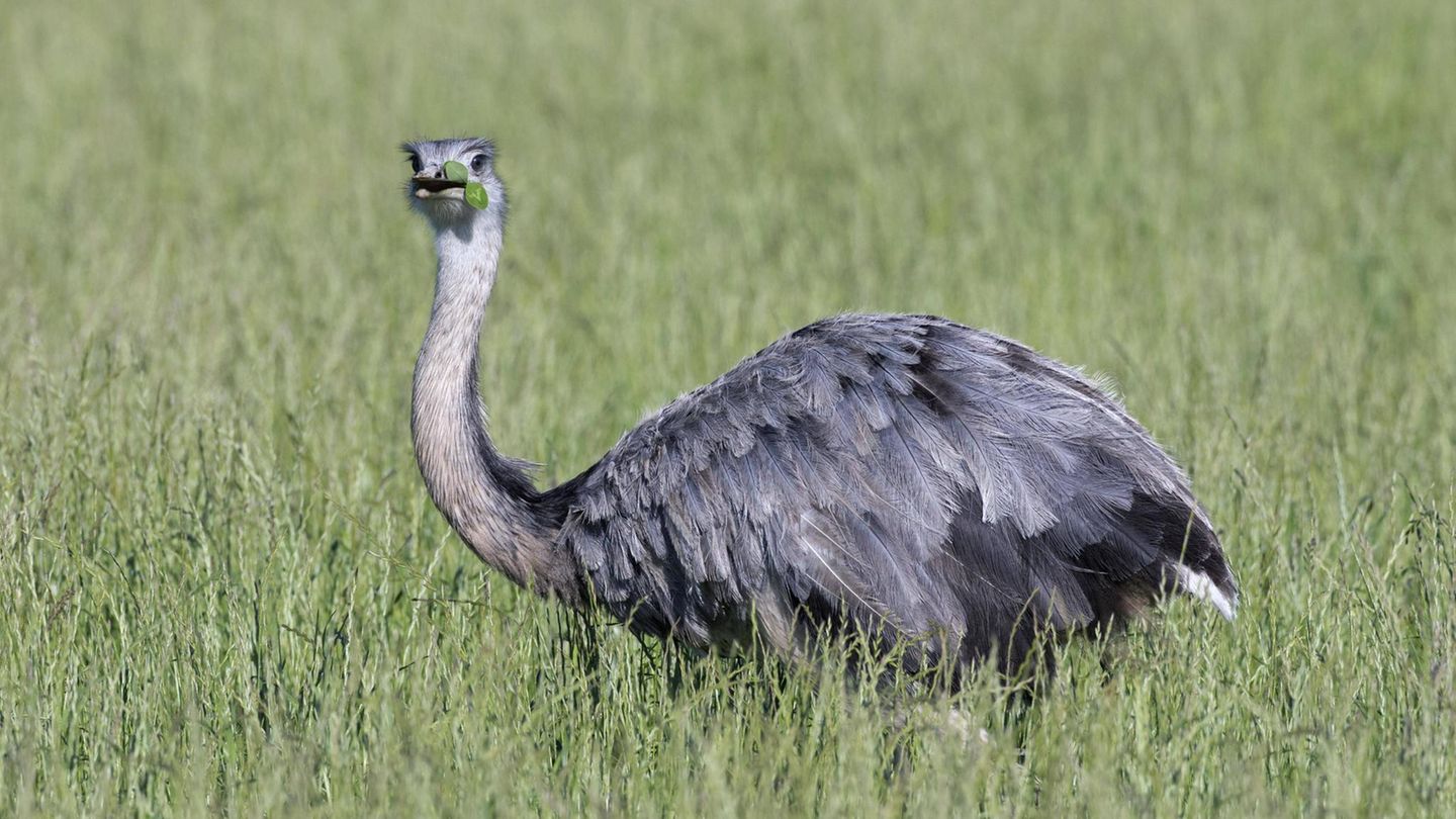 Nandu – inzwischen ein echter Mecklenburger Invasive Art Nandu Rhea americana