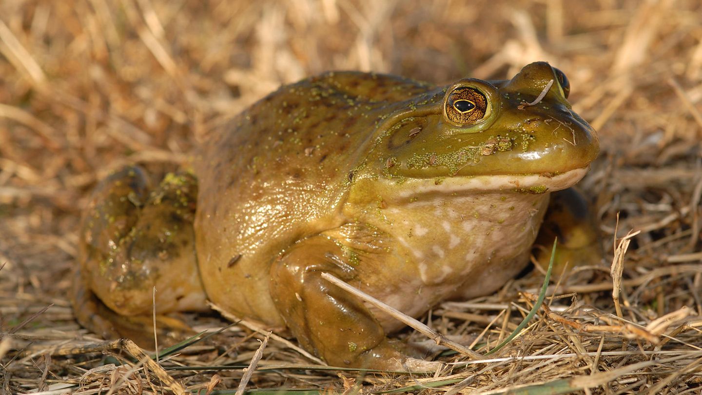 Invasive Art Amerikanischer Ochsenfrosch Lithobates (Rana) catesbeianus