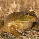 Invasive Art Amerikanischer Ochsenfrosch Lithobates (Rana) catesbeianus