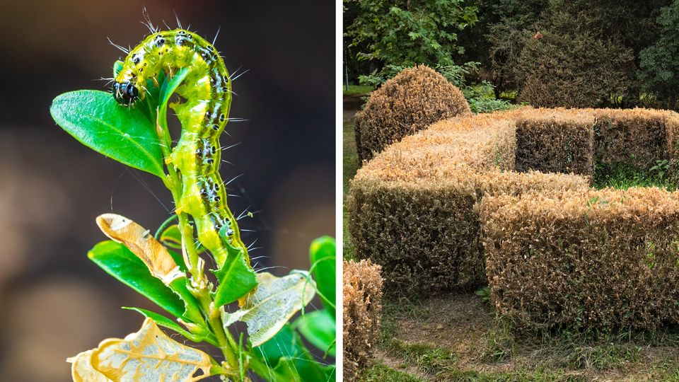 Ganze Parkanlagen zeigen sich immer häufiger braun statt grün. Verantwortlich für den Kahlfraß ist der Buchsbaumzünsler. Auch in Gärten treibt er sein Unwesen. So lässt sich die Gefahr eindämmen.