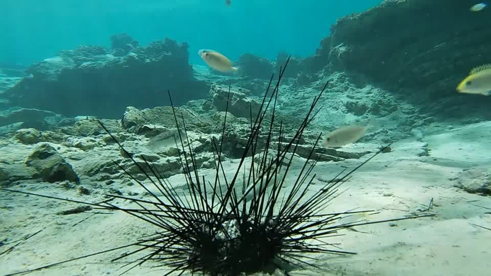 Video: Epidemie im Roten Meer - Massensterben von Seeigeln