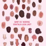 Illustration männlicher und weiblicher Gentialien