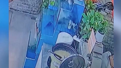 Fisch springt aus Aquarium – und landet im Kochtopf
