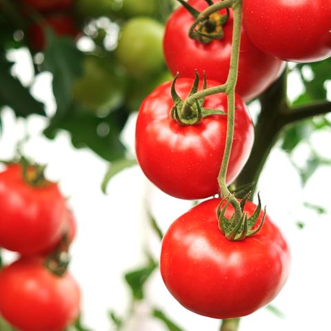 Tomaten selber anbauen: Vermeiden Sie diesen Fehler