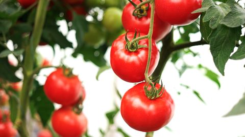 Tomaten selber anbauen: Vermeiden Sie diesen Fehler