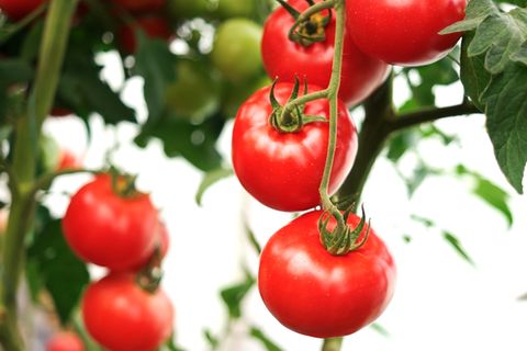 Tomaten selber anbauen: Vermeiden Sie diesen Fehler