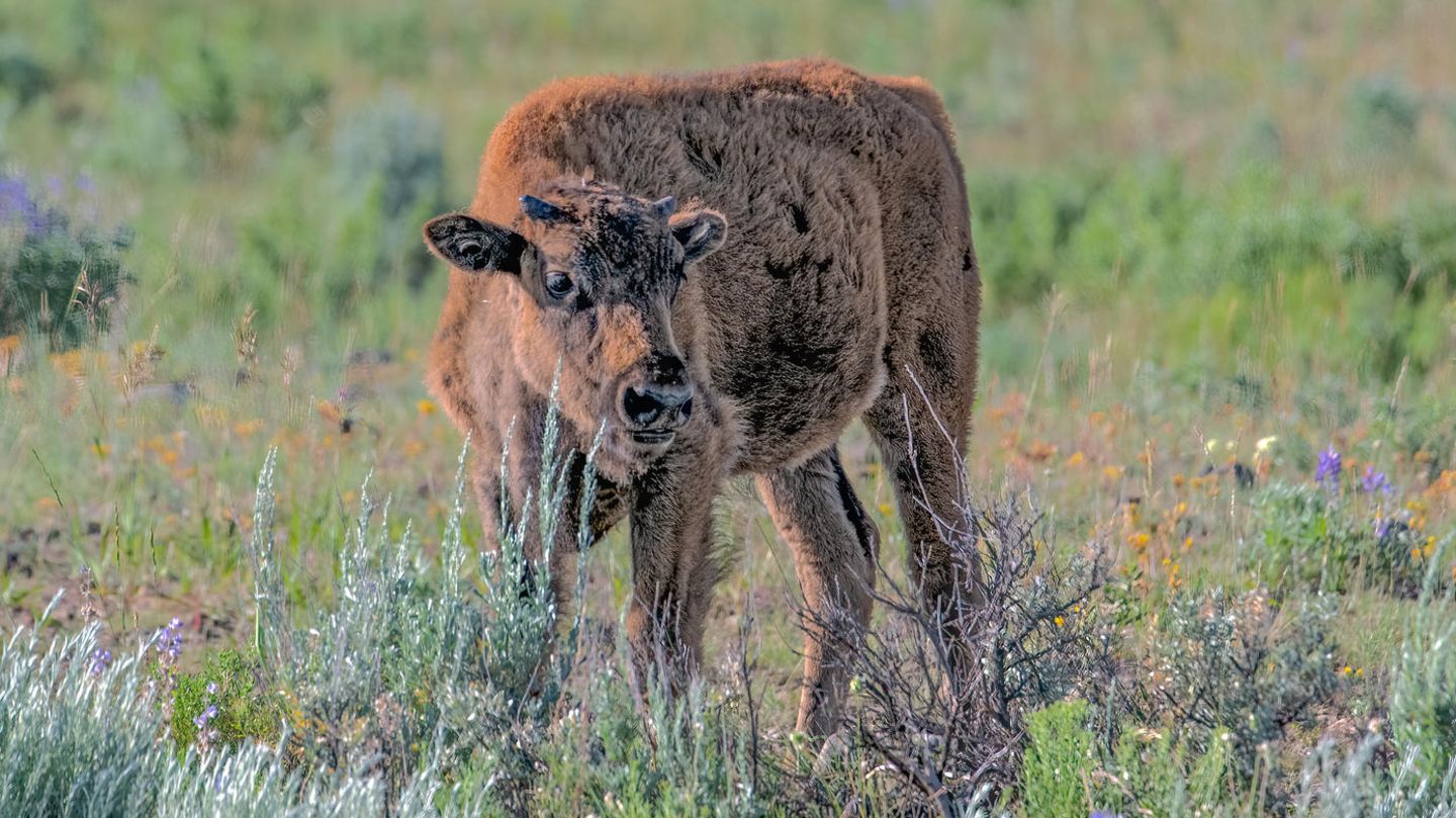 Bison im Yellowstone Nationalpark