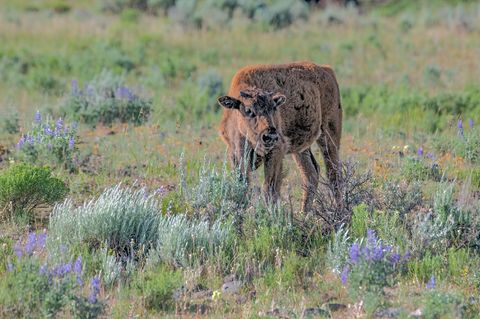 Bison im Yellowstone Nationalpark