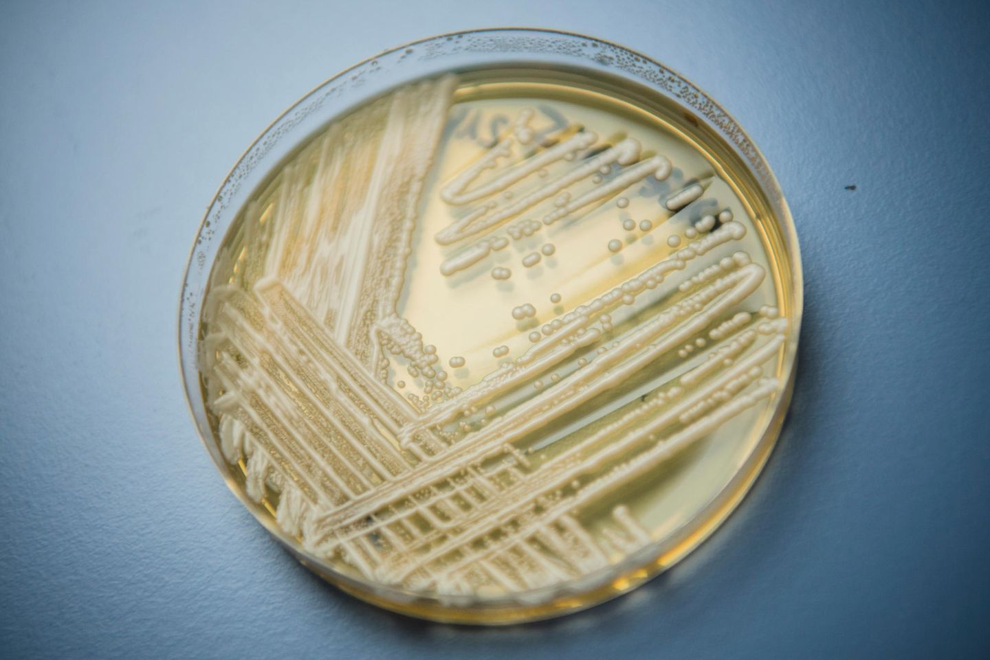 Candida auris Candida auris in einer Petrischale