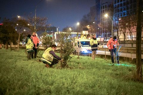 Pariser pflanzen Bäume an der Stadtautobahn "Périphérique"
