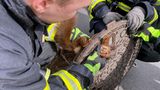 Tierrettung Eichhörnchen Gully Feuerwehr