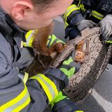 Tierrettung Eichhörnchen Gully Feuerwehr