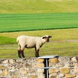 Tierrettung Feuerwehr Schaf Mauer