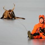 Tierrettung Hirsch Feuerwehr