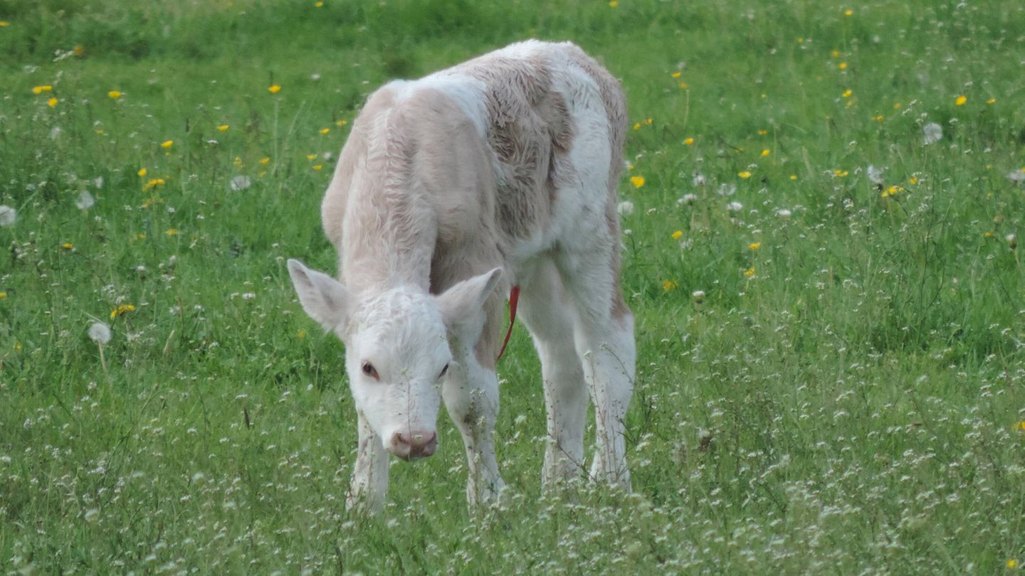 Tierrettung Kalb Feuerwehr
