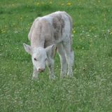Tierrettung Kalb Feuerwehr