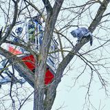 Tierrettung Katze Baum Feuerwehr